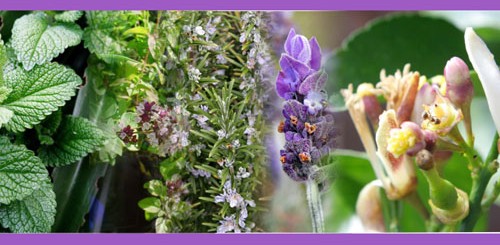 aromatika