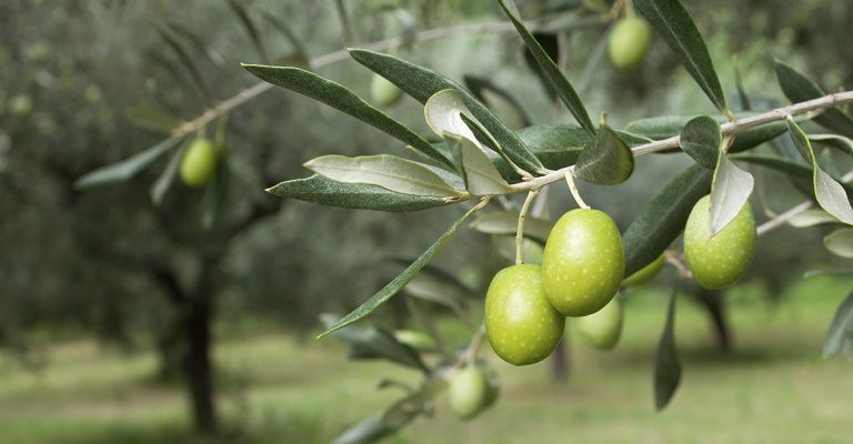 ελια